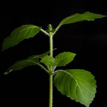 Organic Dried Tulsi Leaves